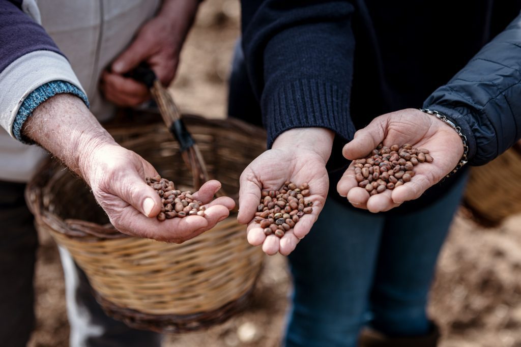 Ass. dei Produttori della Fava Cottòra 4