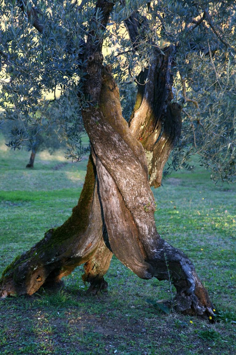 foto di Pasquale Comegni