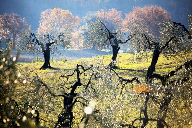 foto di Pasquale Comegni