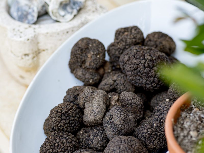 Tour Tartufi: buono sano e disponibile