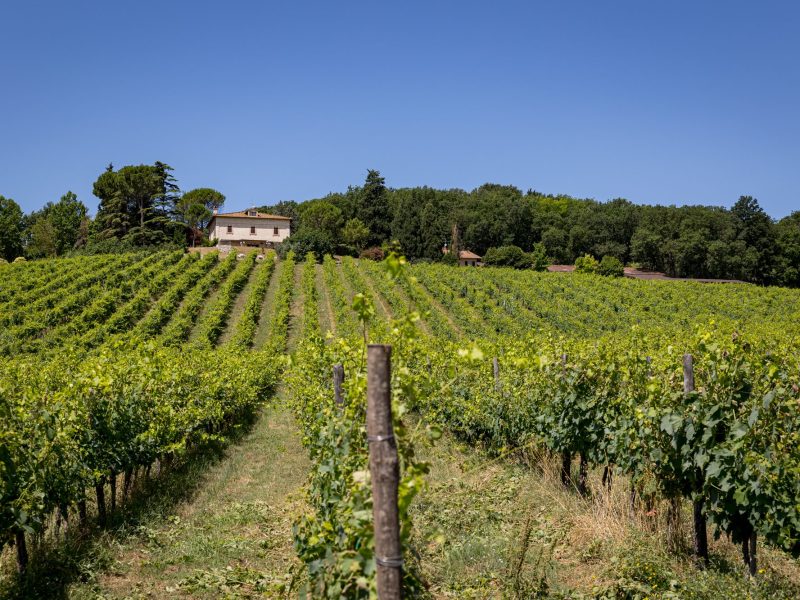 Alla scoperta dell’Amelia DOC