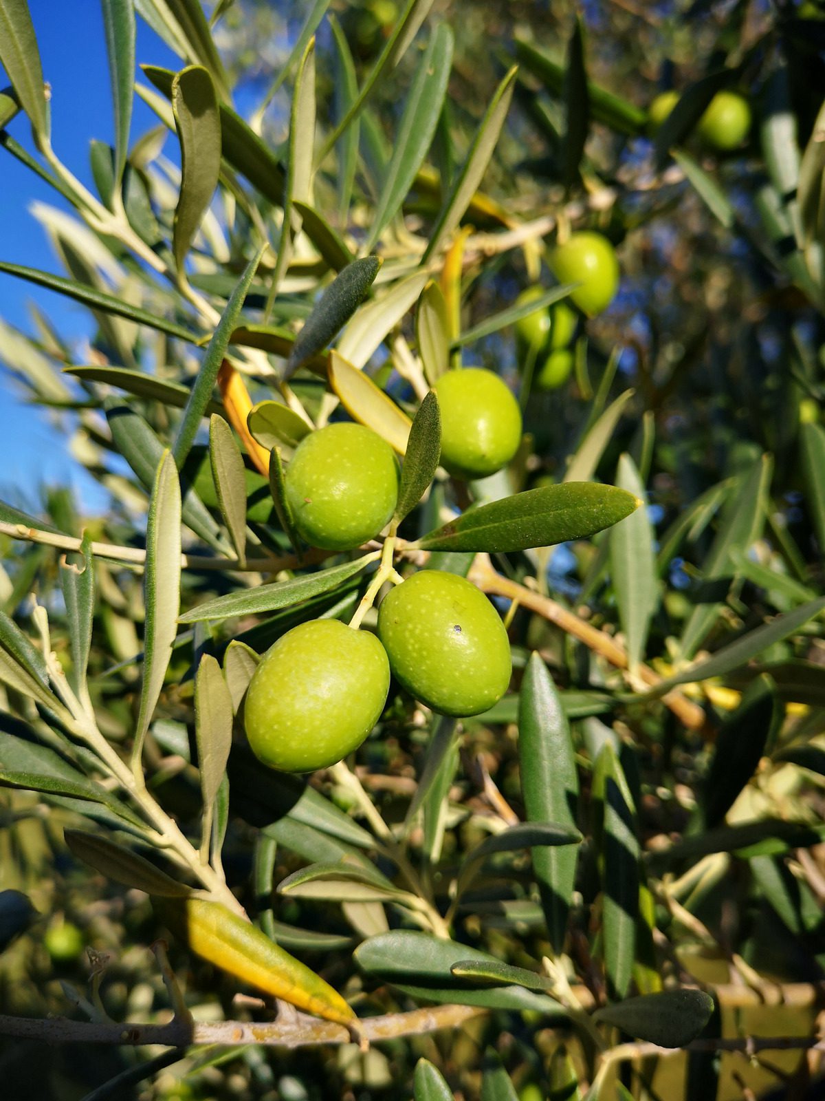 Olive with olives